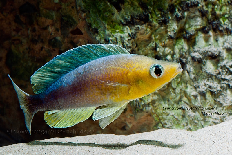 Cyprichromis sp. 'dwarf jumbo' Kigoma